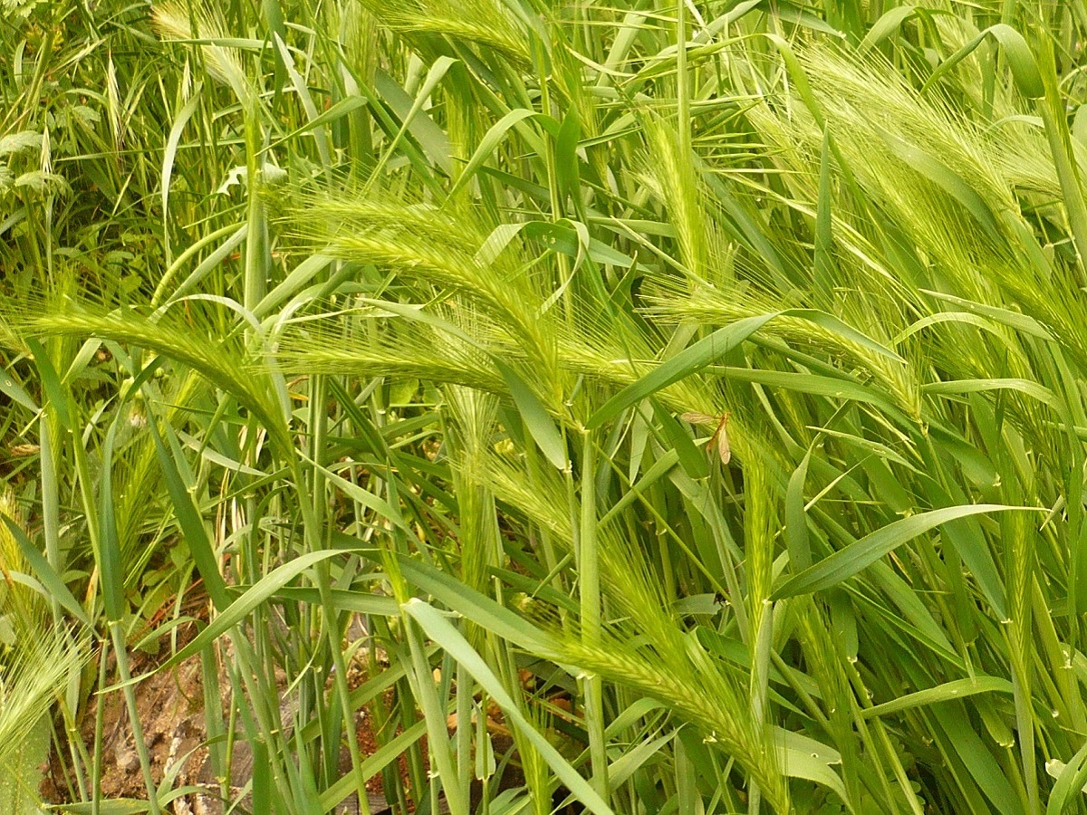 Hordeum murinum subsp. murinum (Poaceae)